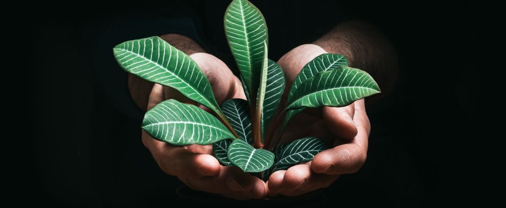 a person holding a euphorbia lophogona plant