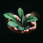 a person holding a euphorbia lophogona plant