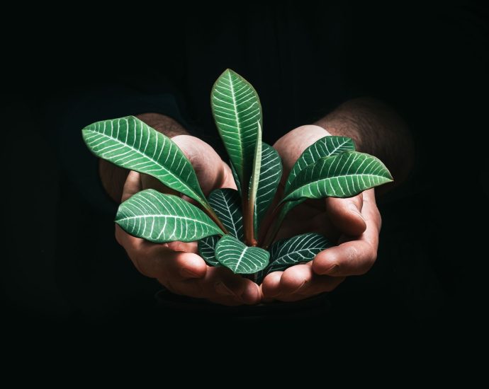 a person holding a euphorbia lophogona plant