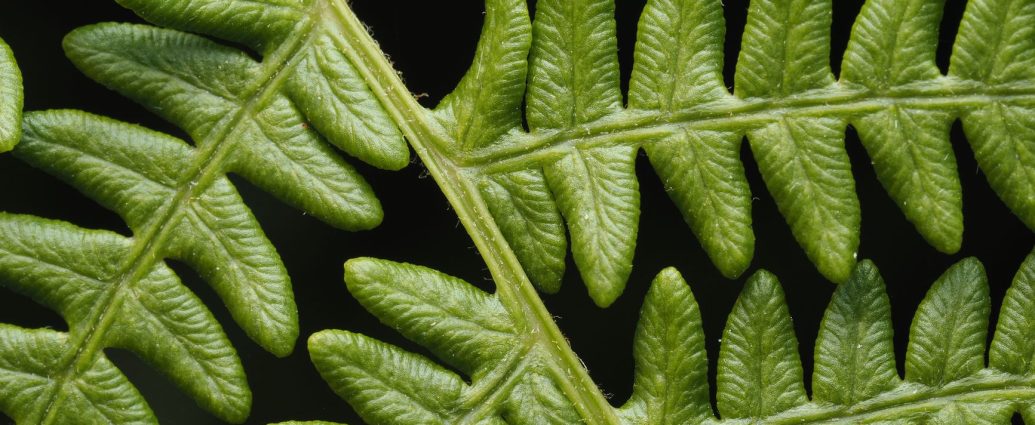 close up of fresh green fern leaves