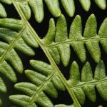 close up of fresh green fern leaves