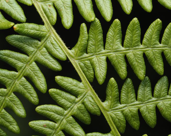 close up of fresh green fern leaves