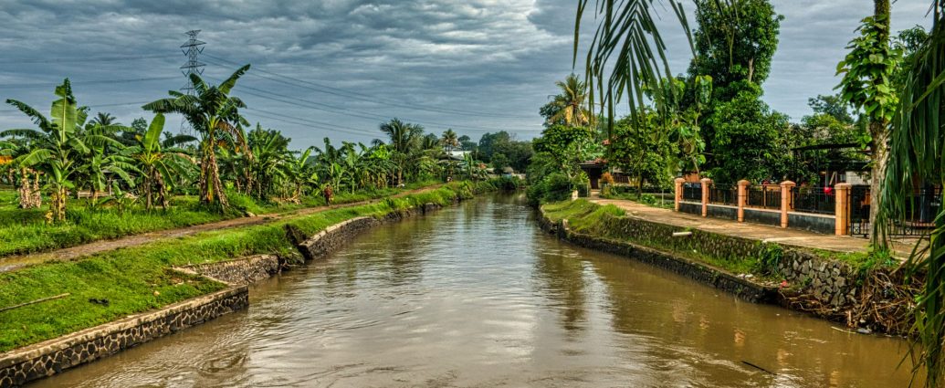 creek flowing along green plants