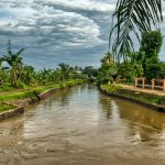 creek flowing along green plants