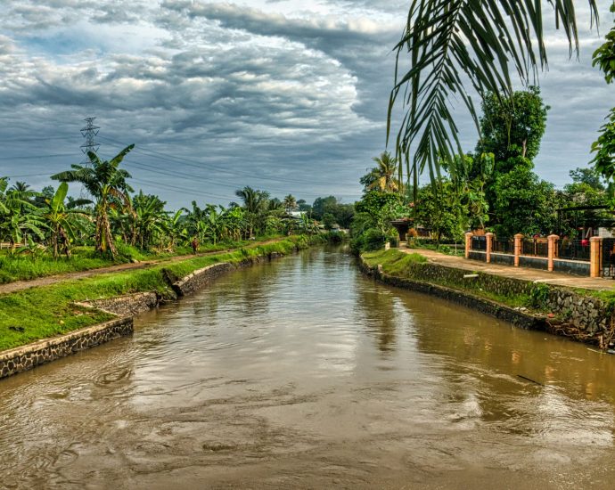 creek flowing along green plants